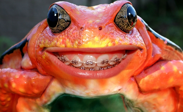 Creation of Smiling Frog: Step 3